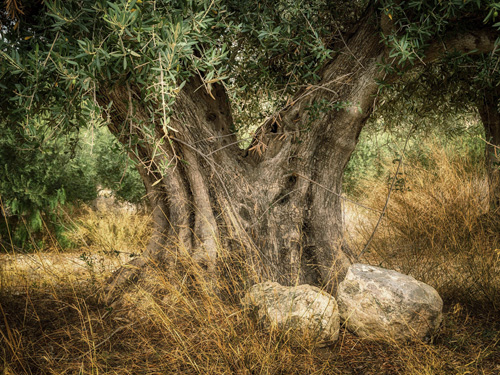 Adopt an Olive Tree